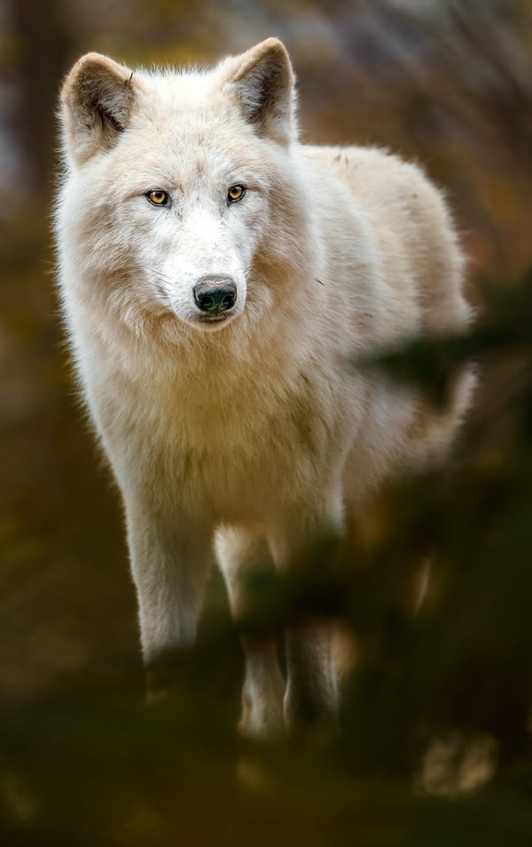 волк, дикий, хищник, животное, животные, природа, белый, арктический