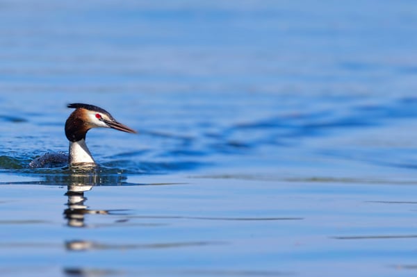 цапля, птица, птицы, животное, животные, озеро, пруд, вода цапля, птица, птицы, животное, животные, озеро, пруд, вода
