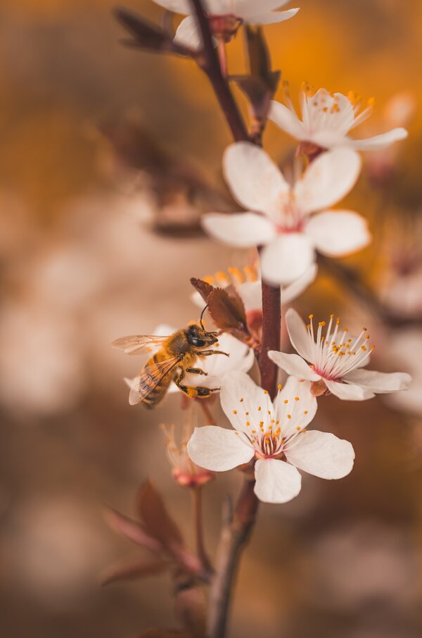 вишня, цветы, пчела
